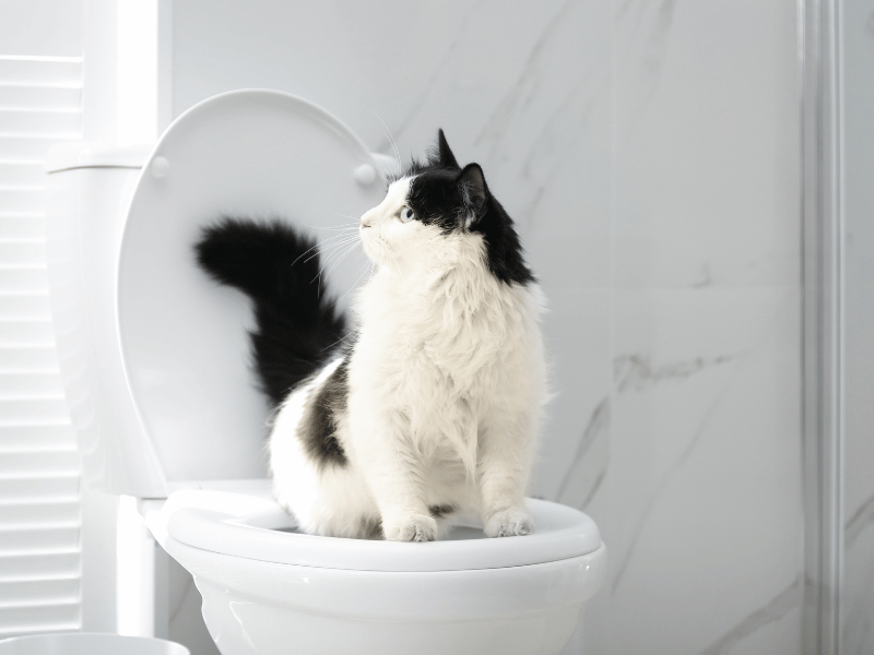 Toilettage & entretien