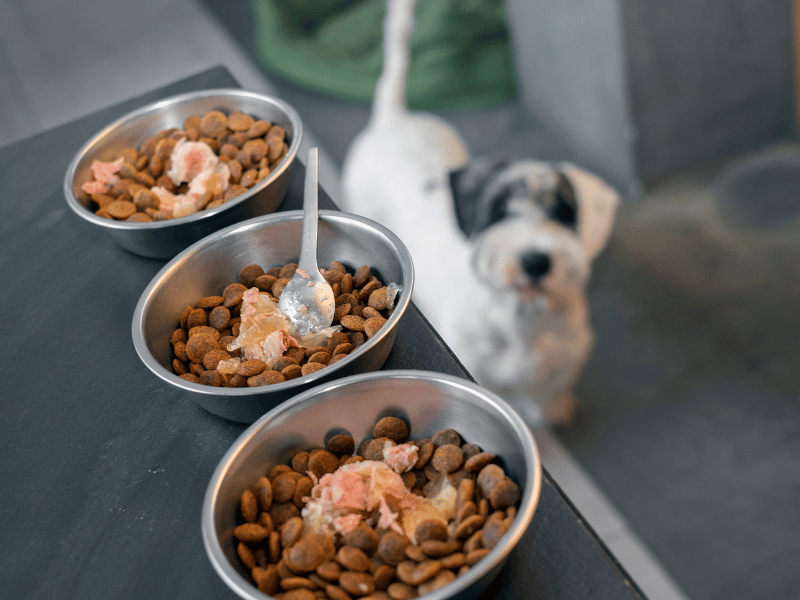 Aliments, accessoires & produits vétérinaires