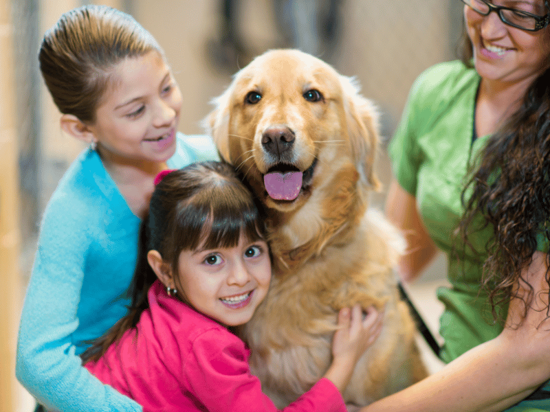 Vente d'animaux domestiques & exotiques