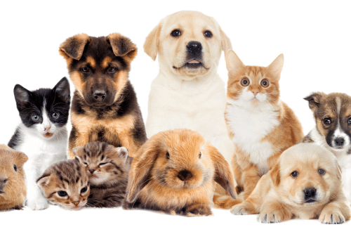 Animalerie